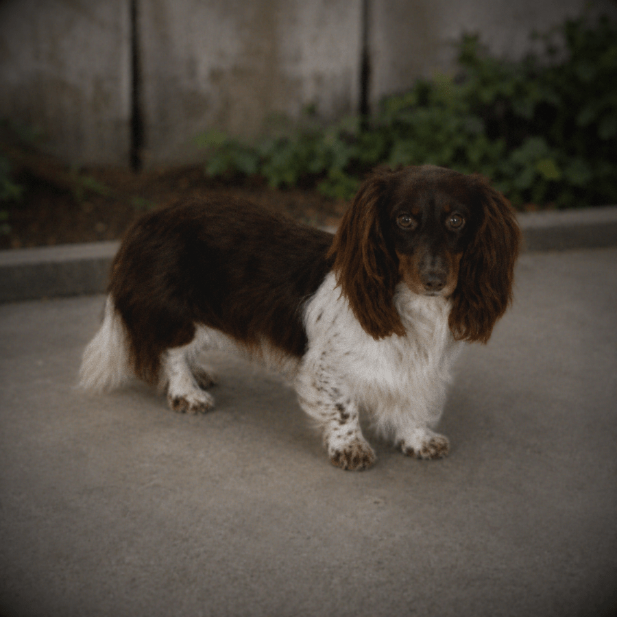 An adult chocolate and tan longhaired dachshund standing outdoors, representing the beautiful silky coat types raised by Zook's, a local dachshund breeder serving the Albany, NY area.