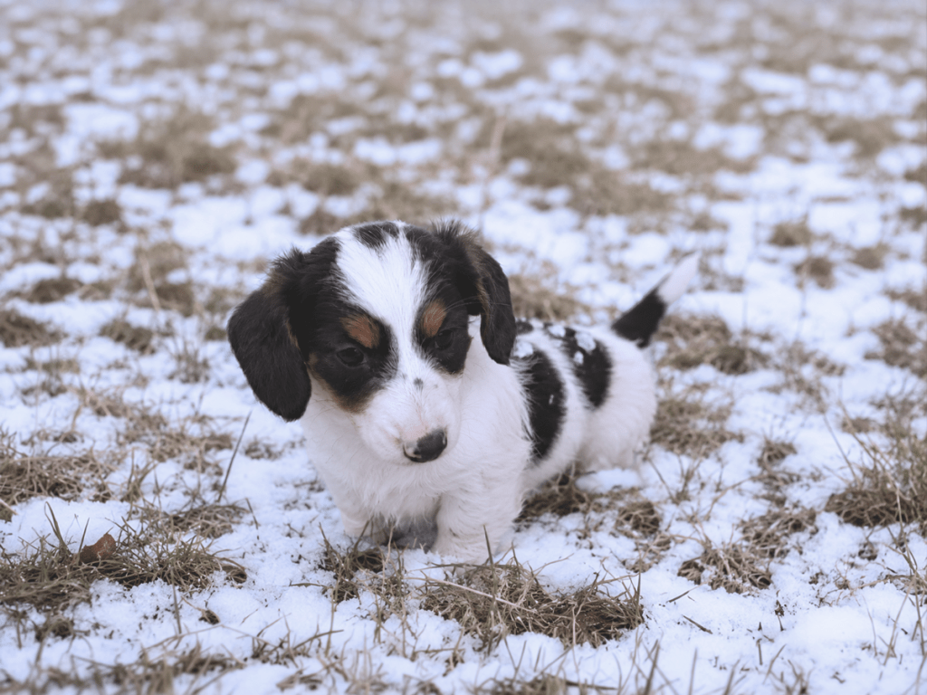 A chocolate tri pied longhaired Silky Dachshund puppy standing in a light layer of snow, highlighting the importance of clearing a potty path during cold Albany, NY winters.