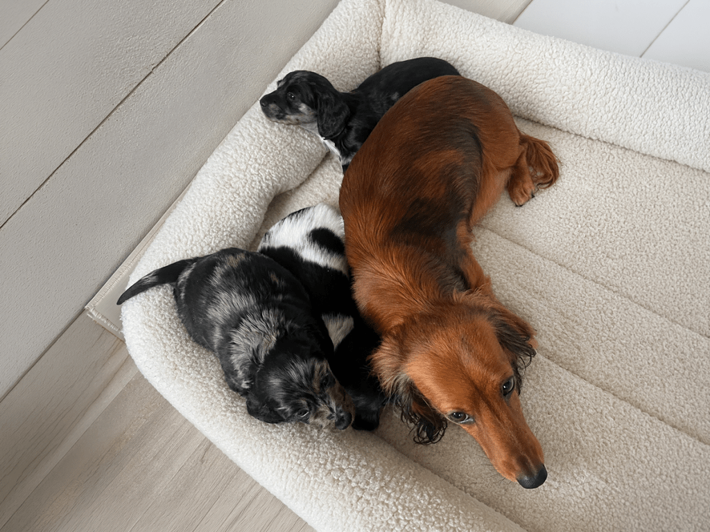A red shaded adult Longhaired Silky Dachshund and black and tan dapple puppies resting safely in a floor-level dog bed, demonstrating proper home preparation for Doxies in Albany, NY.