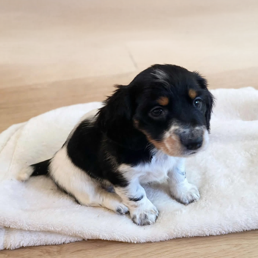 Black and tan pied silky longhaired Dachshund puppy for sale from Zook’s Frenchies & Doxies in Fort Plain, Upstate New York, near Albany.