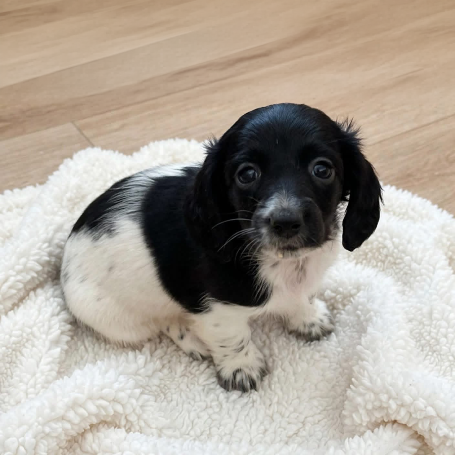Ticked black pied female longhaired Dachshund at Zook’s Frenchies & Doxies in Fort Plain, Upstate New York, near Albany.