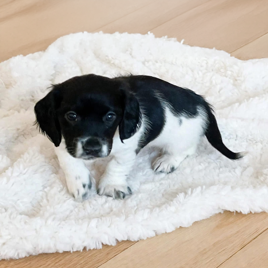 Ticked black pied silky longhaired Dachshund puppy for sale from Zook’s Frenchies & Doxies in Fort Plain, Upstate New York, near Albany.