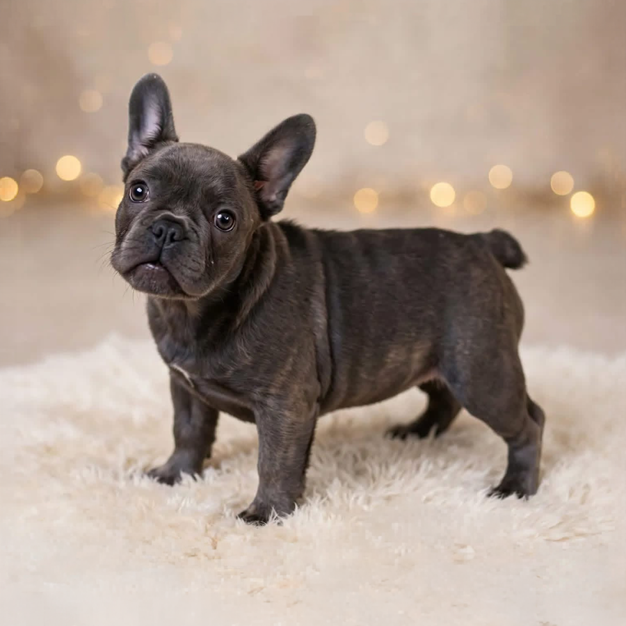 A pretty and petite blue brindle French Bulldog puppy