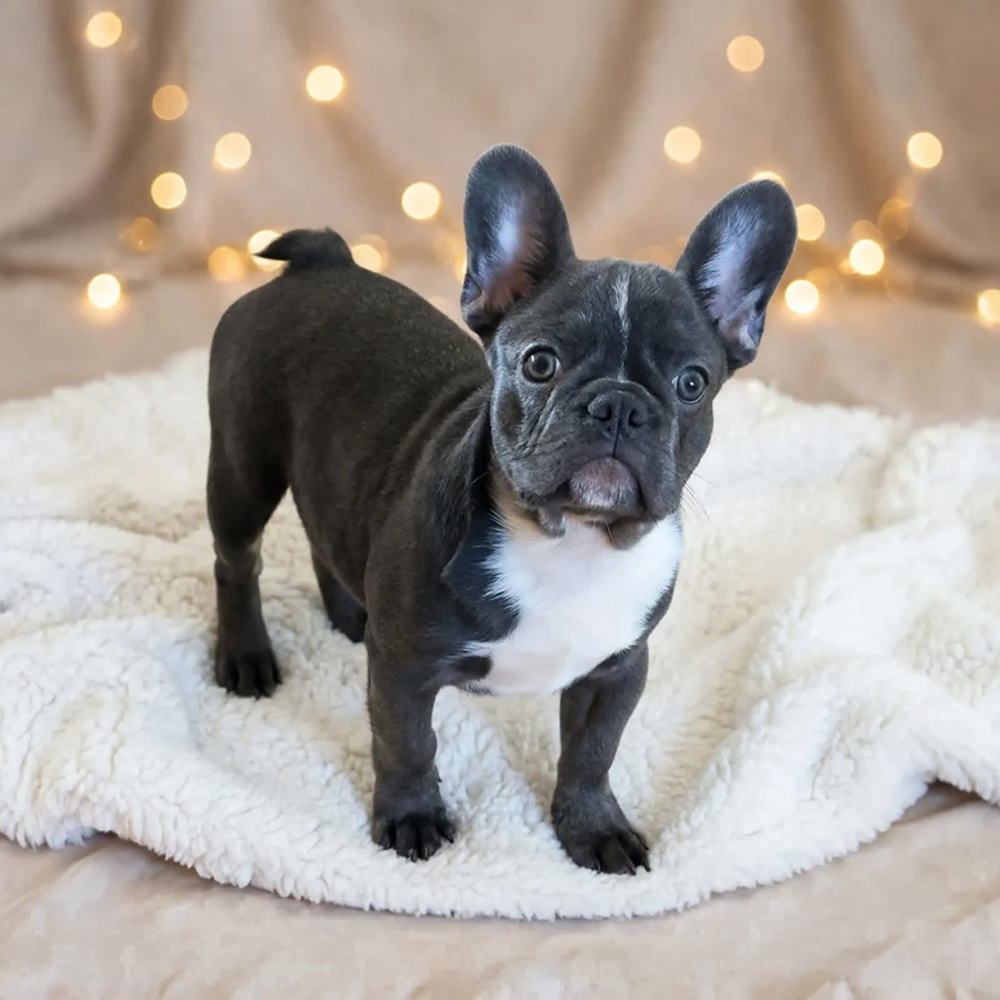 Ithaca, NY Frenchies and French Bulldog breeders are loved.