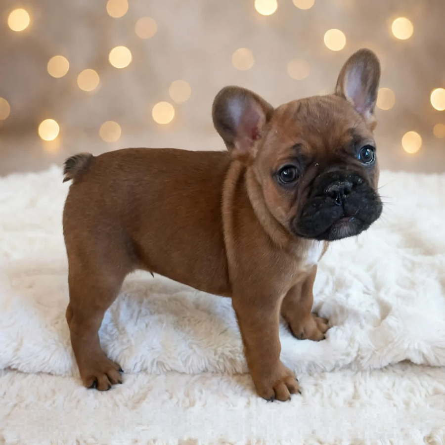 Red fawn male French Bulldog puppy from Zook’s Frenchies & Doxies in Fort Plain, Upstate New York, near Albany.