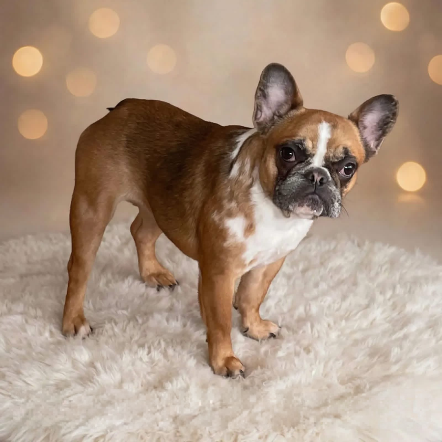 A red fawn merle French Bulldog, an older puppy in Troy NY