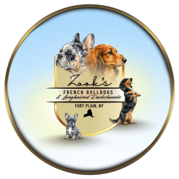 Zook's Frenchies and Dachshunds Logo small